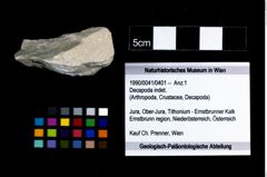 Foto (Objekt + Etikett) von Decapoda indet.  (NHMW-GEO-1990-0041-0401)